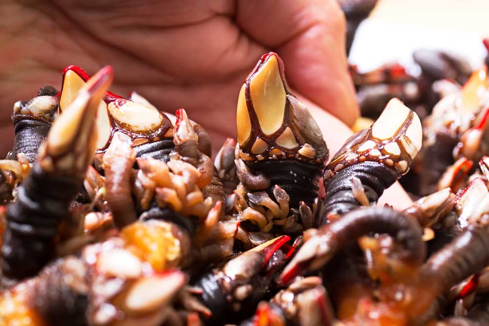 Saboree las maravillas gastronómicas de nuestra tierra