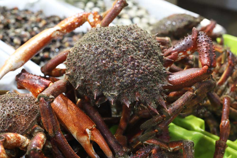 Los mejores mariscos para una comida inolvidable